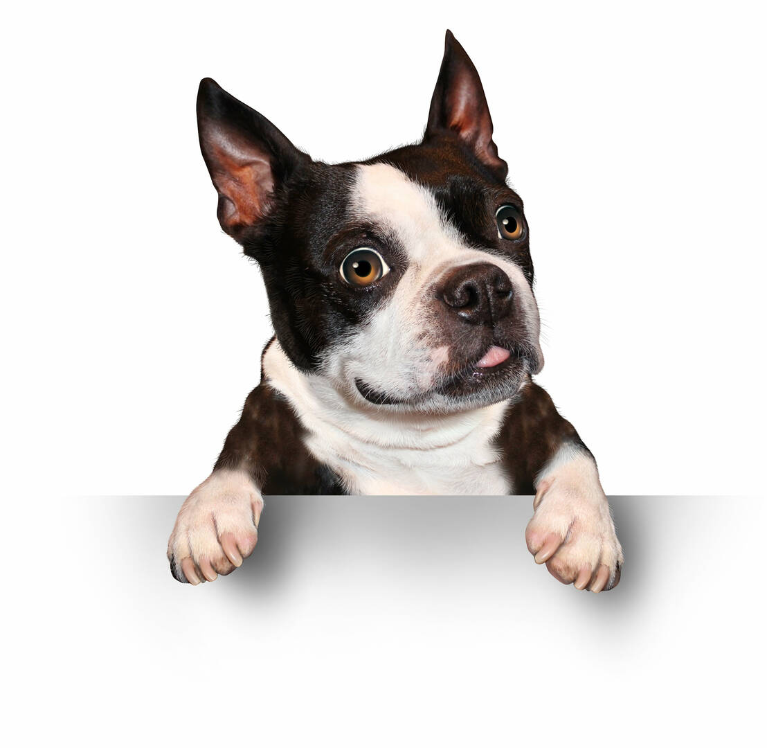 Great Southern Animal Hospital