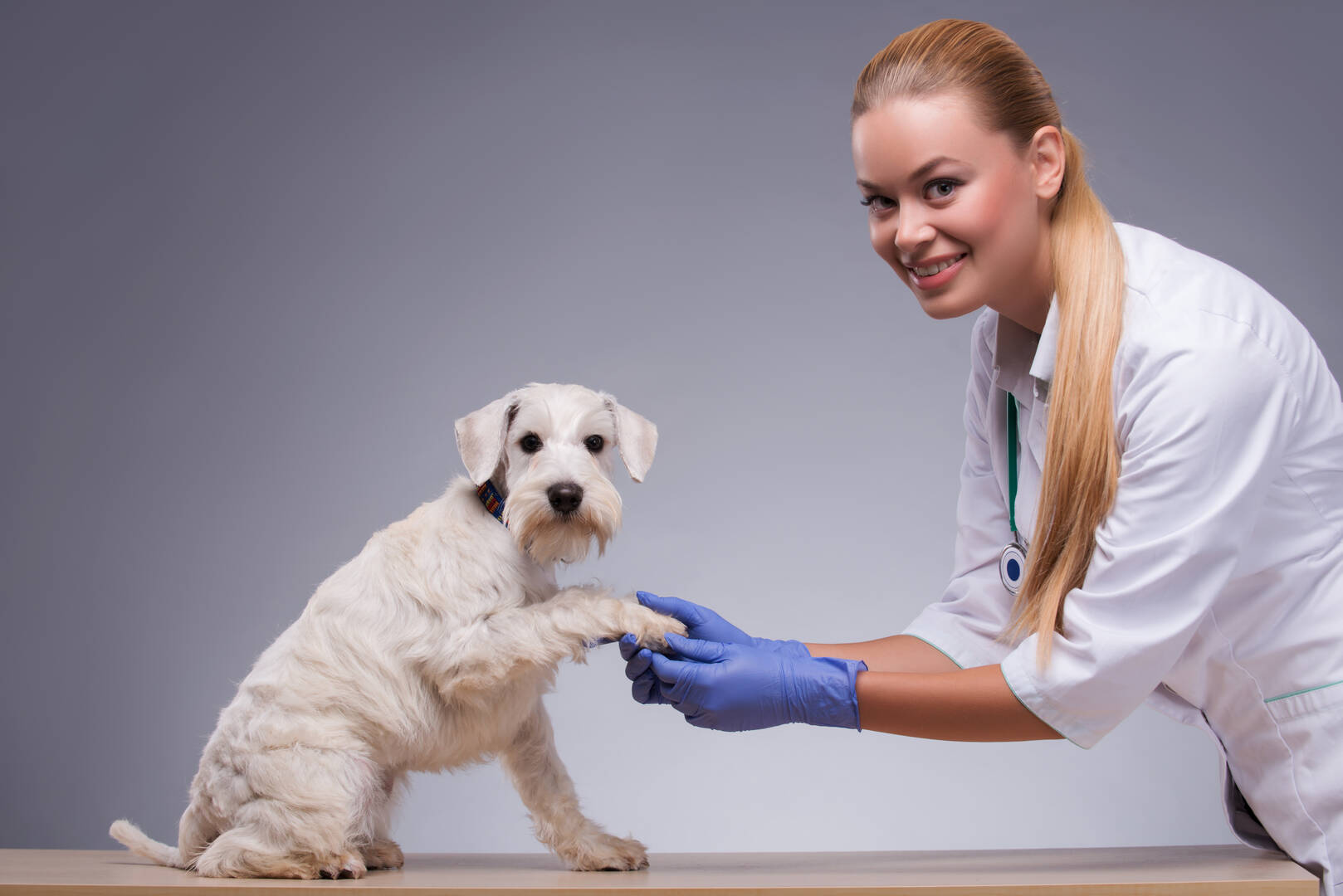 Marcie's Pet Spa