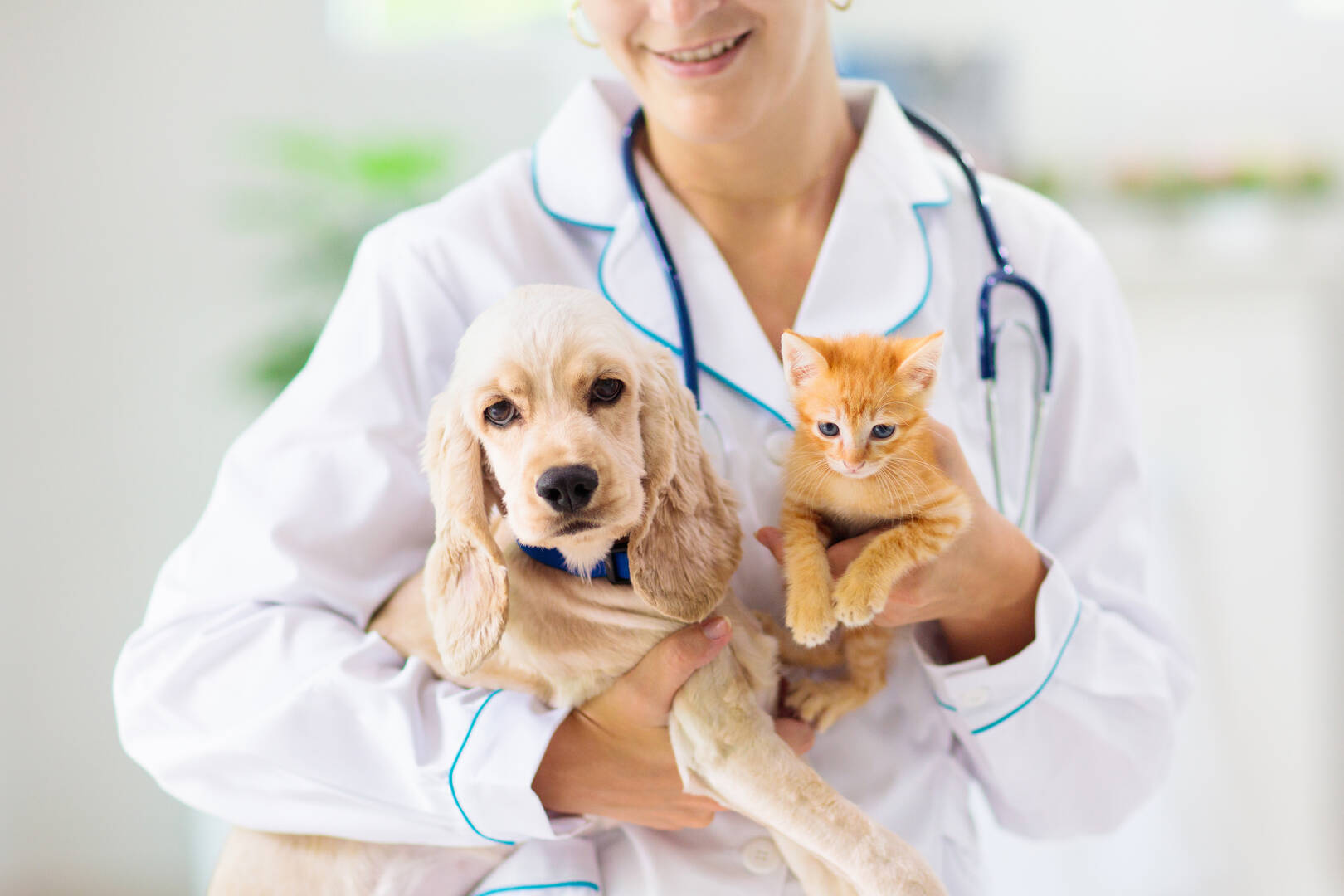 Interlude Pet Resort & Spa
