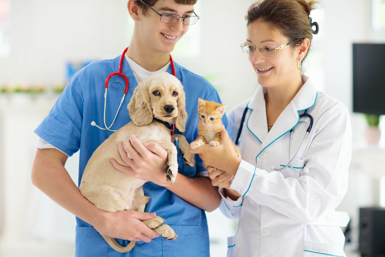 Angel Pet Hospital