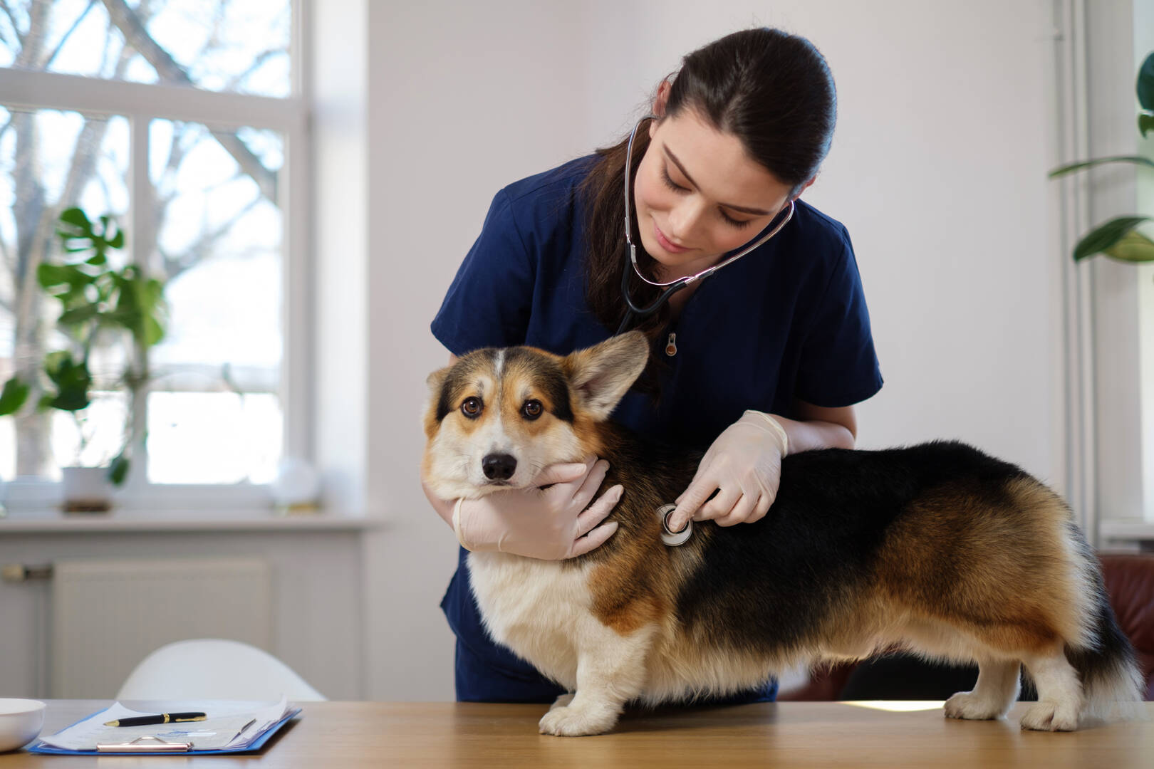 Veterinary Emergency Center