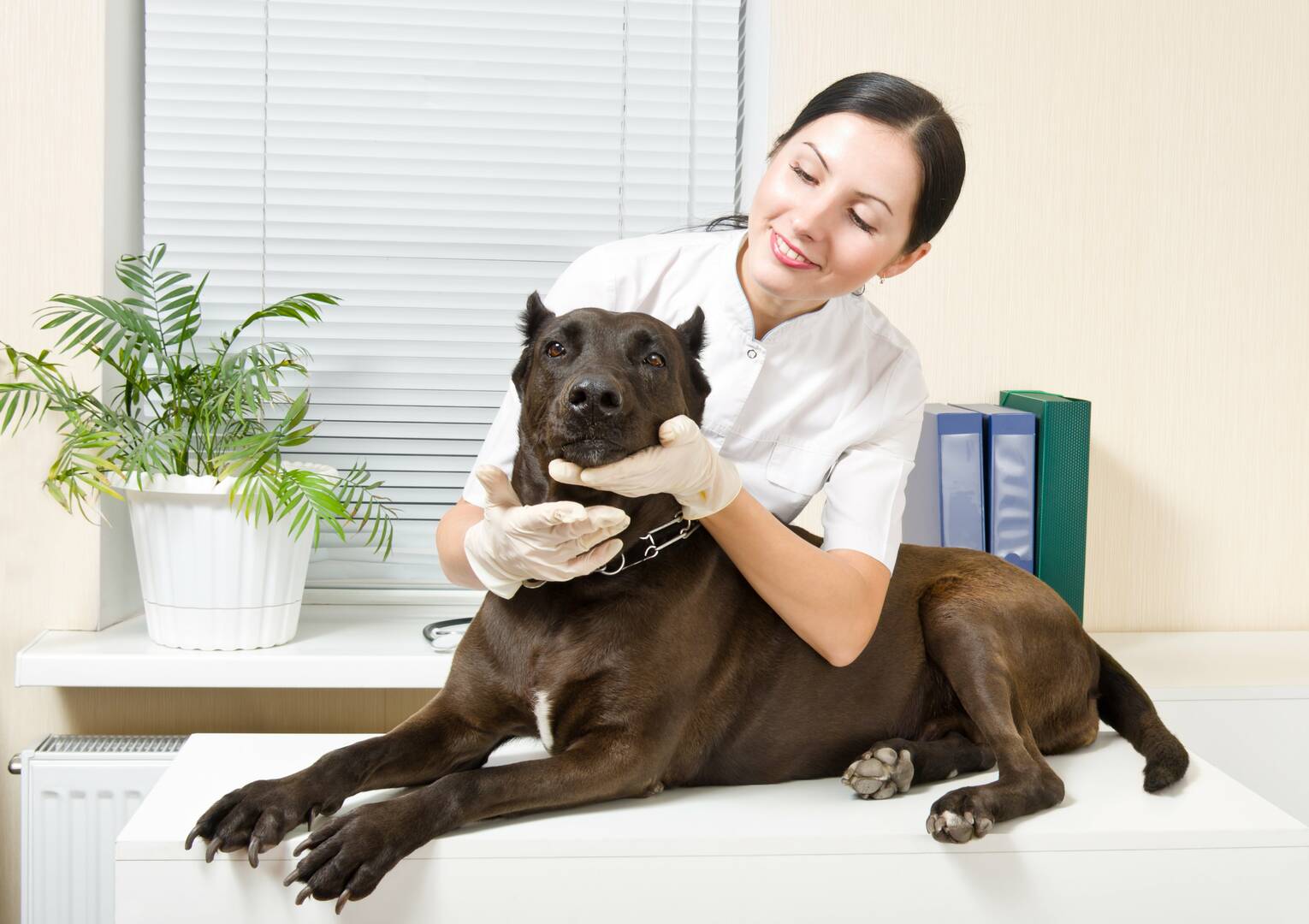 Integra Dog Training