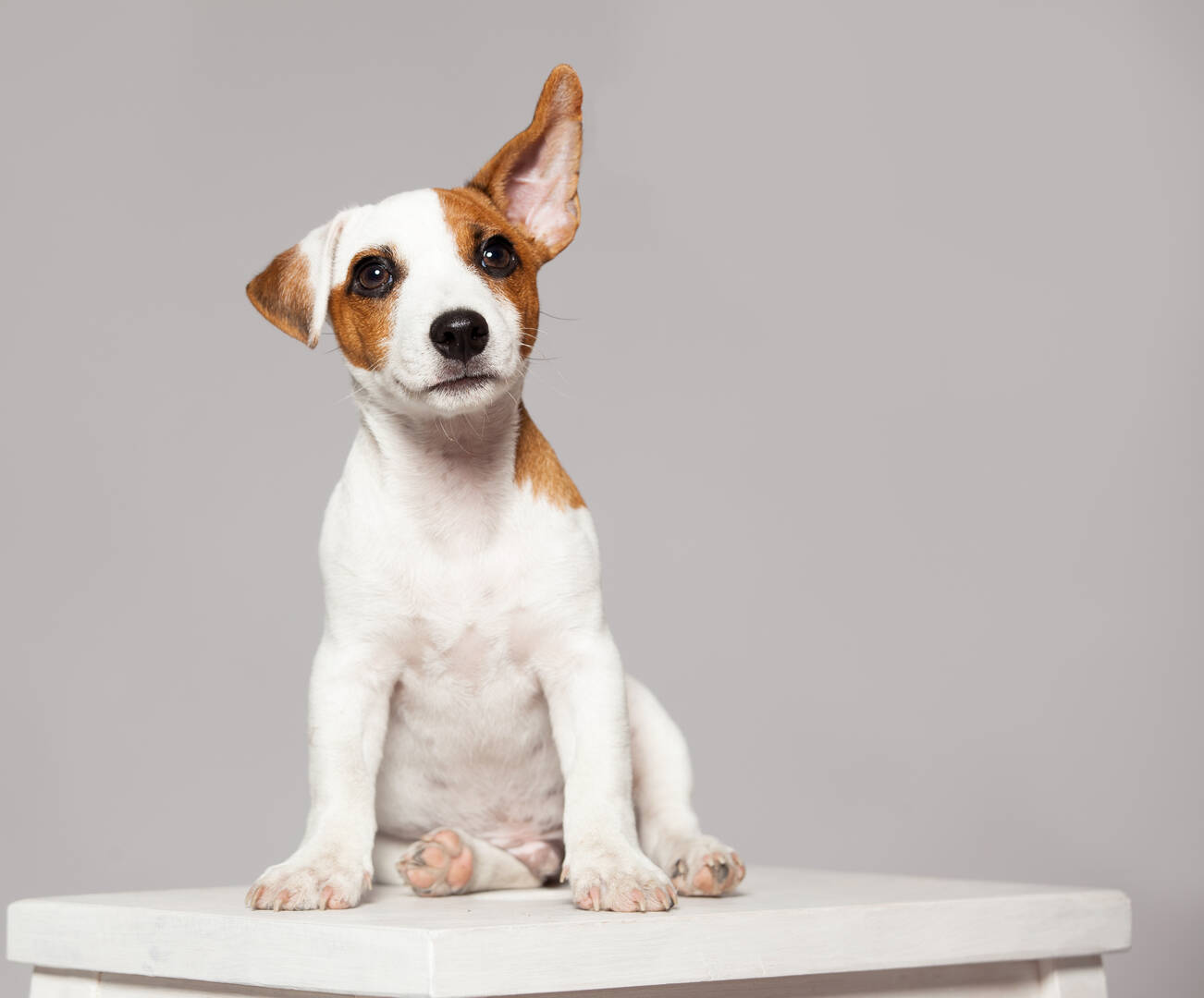 Alta Animal Hospital