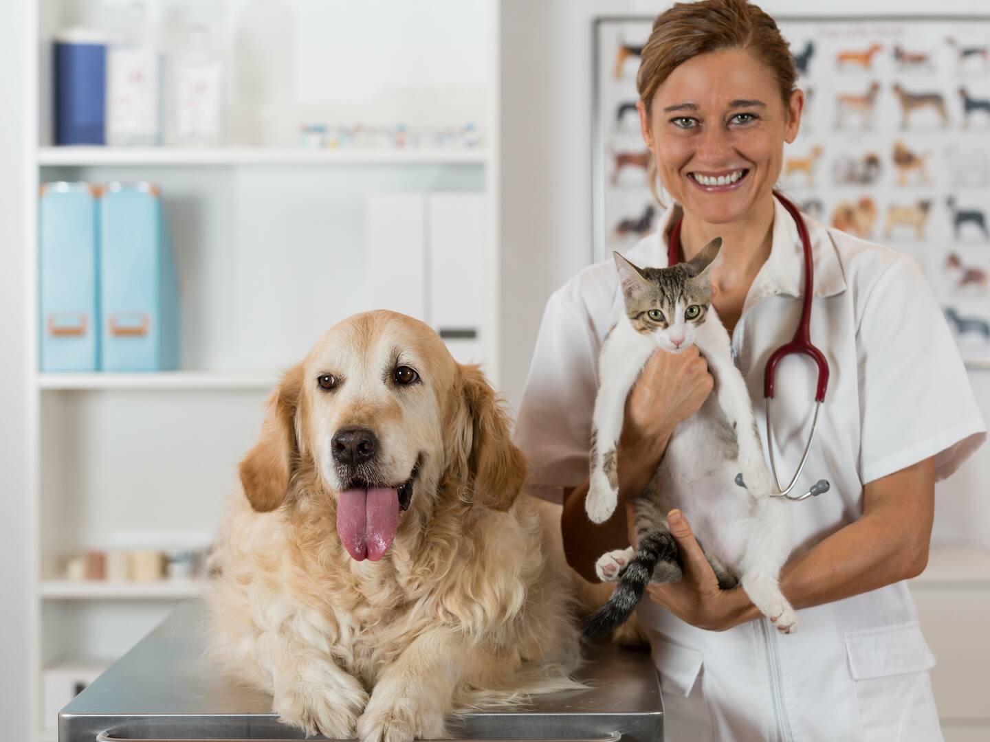 Elemental Pet Vets