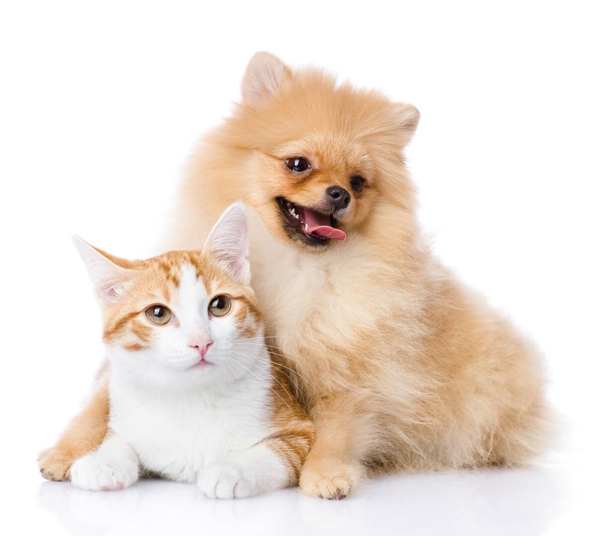 Ashland Terrace Animal Hospital